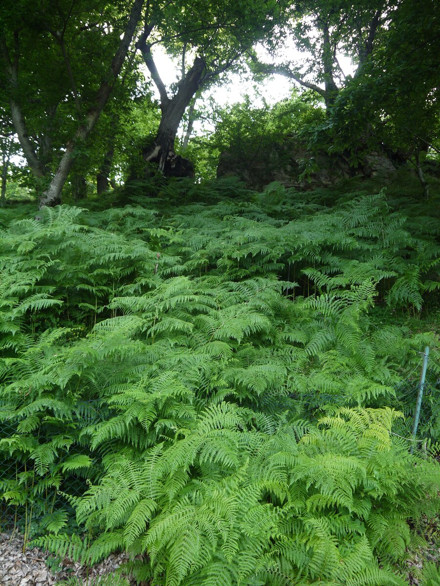 The woods above Canistro Superiore