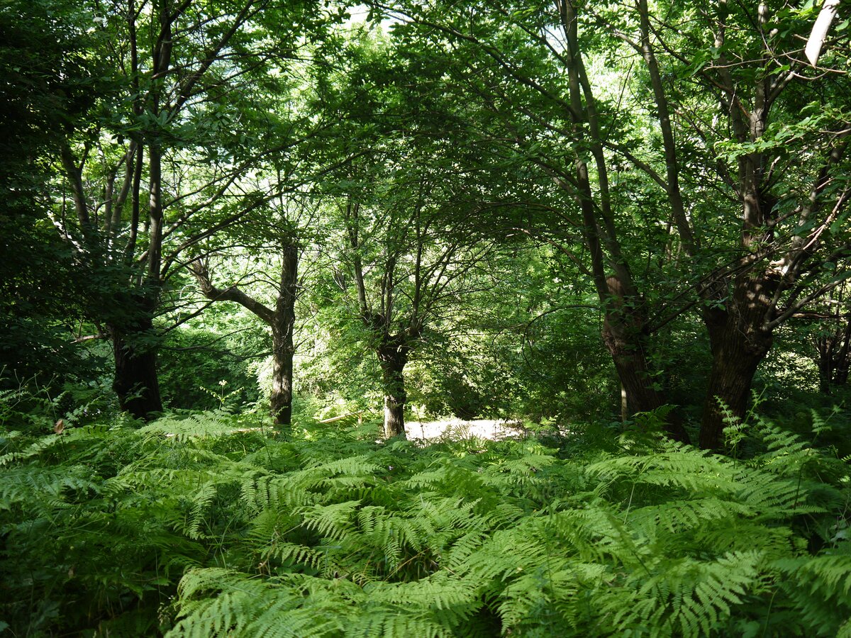 Green woods above Canistro Superiore