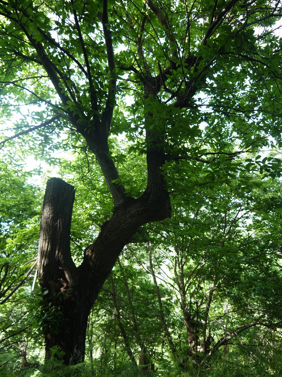 Centuries-old chestnut trees above Canistro Superiore