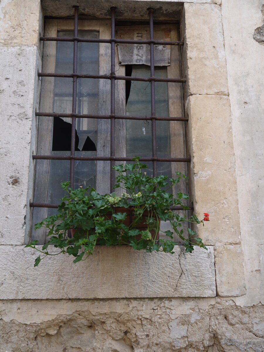 Old barred window with red geraniums in Canistro Superiore