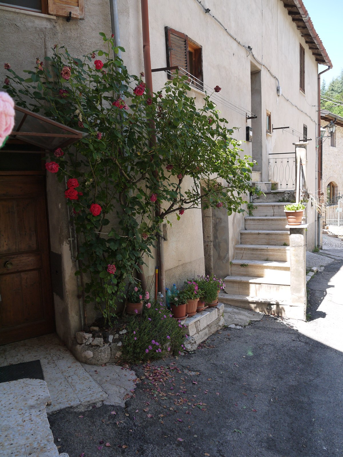 A doorway framed by climbing roses