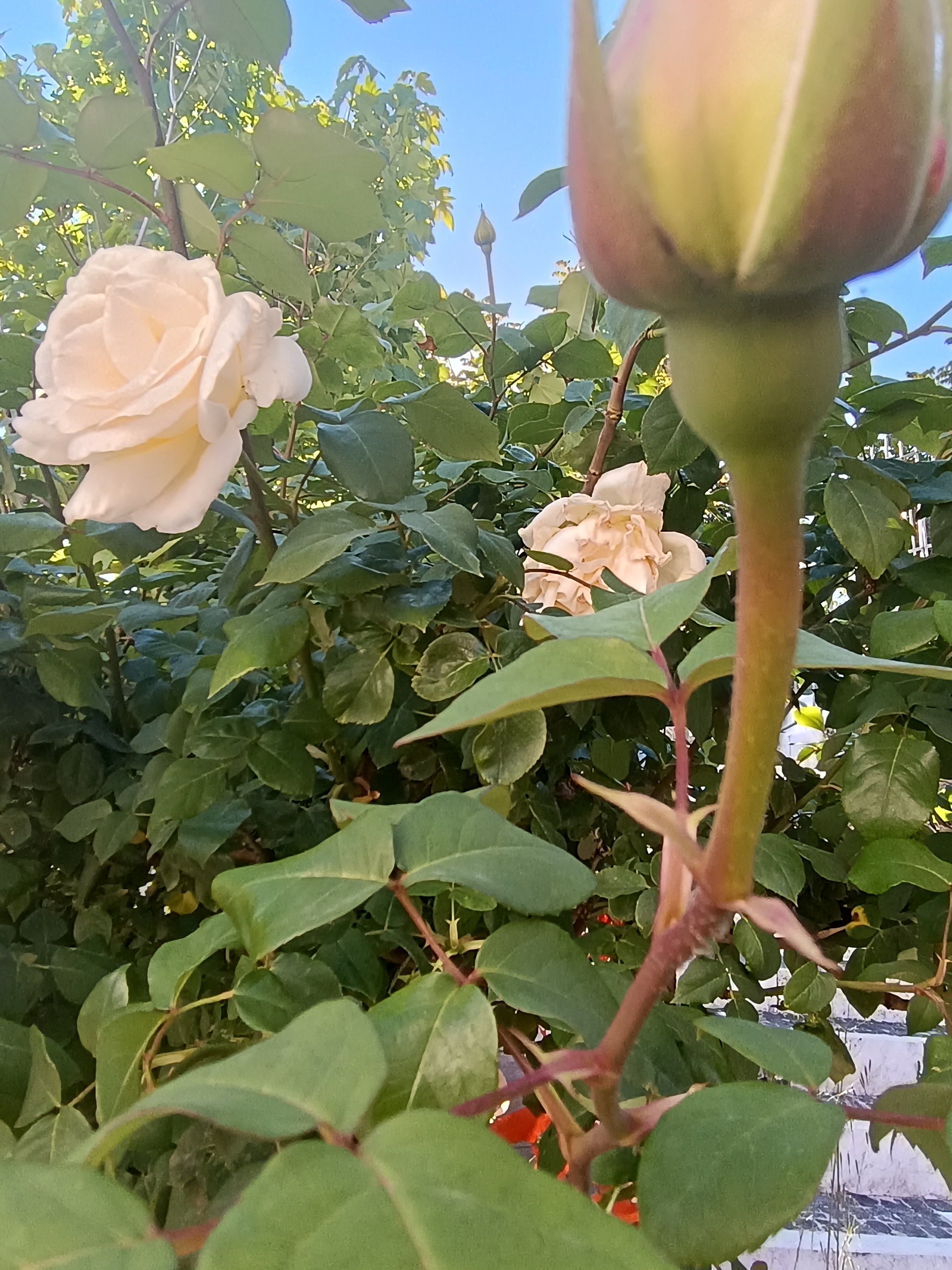 Roses along the alleyways of Aielli