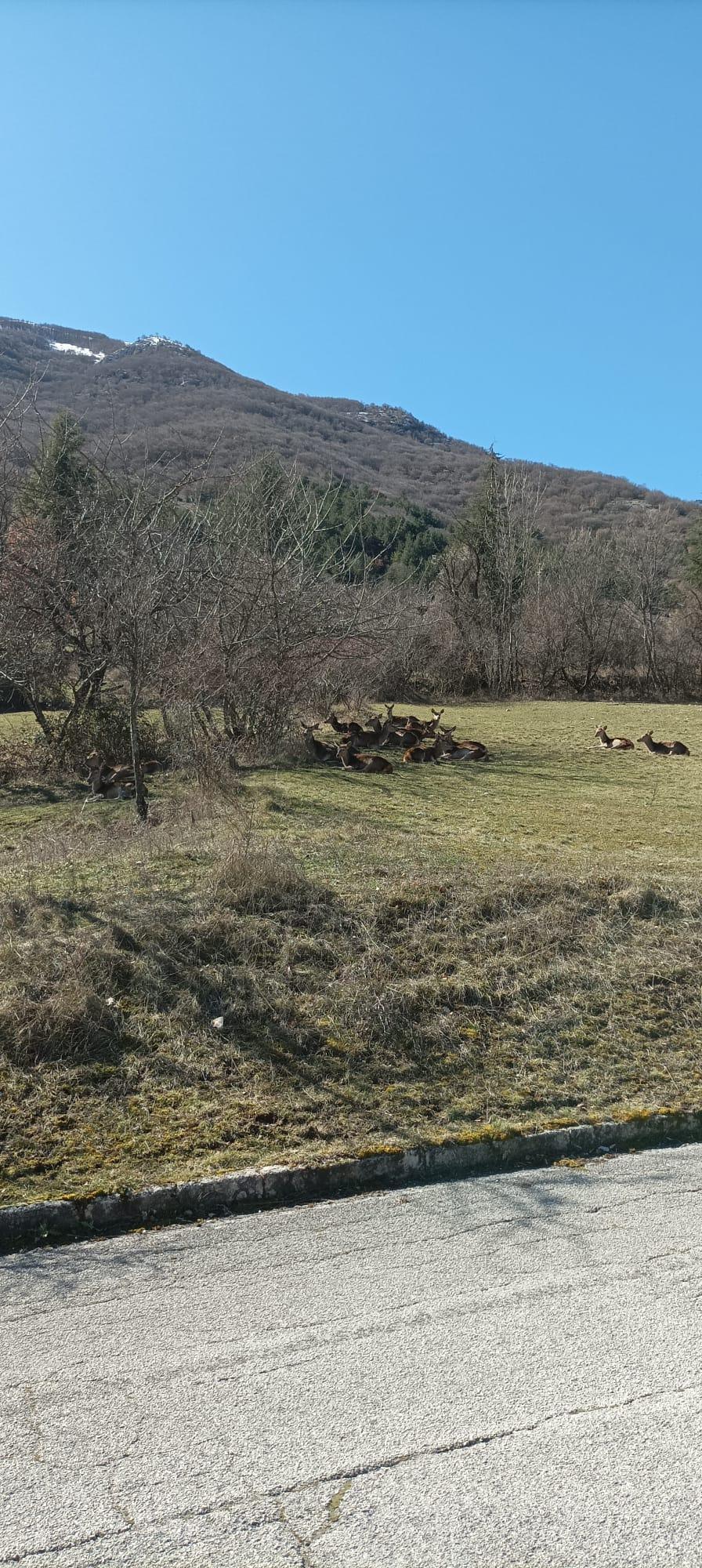 Fallow deer resting in the shade just outside Villalago, Abruzzo